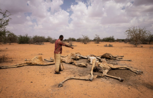 ¡Crisis climática! Decenas de jirafas murieron en Kenia por deshidratación- acn