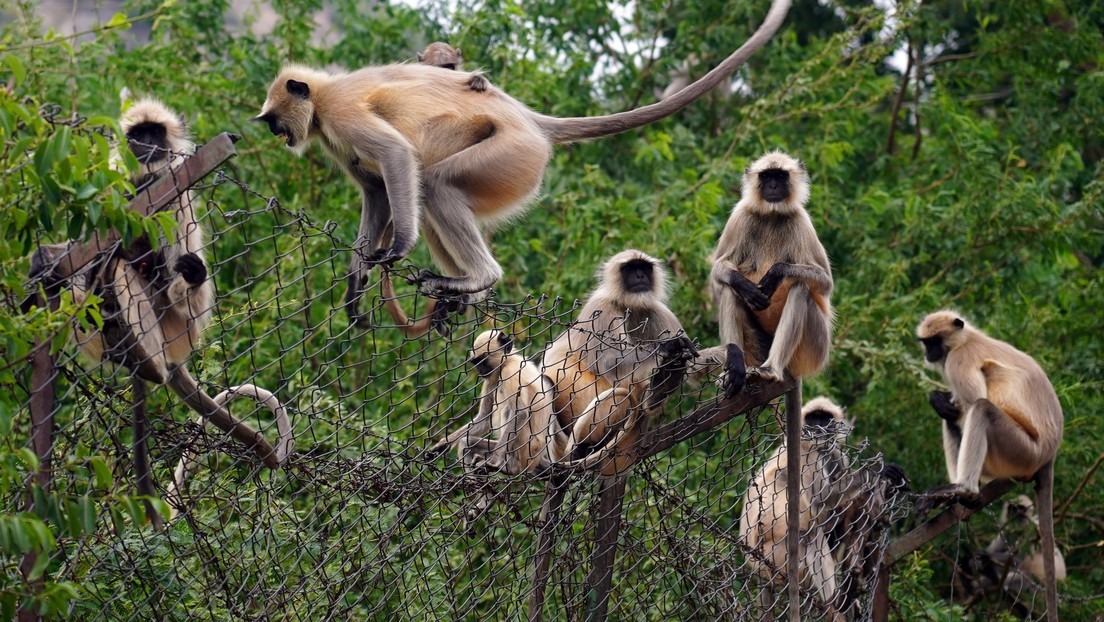 monos-roban-bebe-india-acn