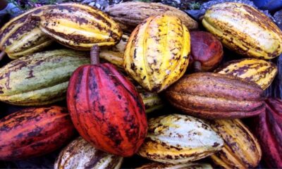 Venezuela exportará 43 toneladas de cacao - noticiacn