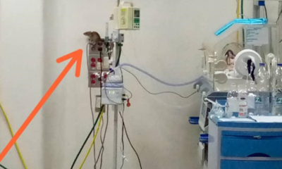 rata-unidad-neonatologia-maracaibo