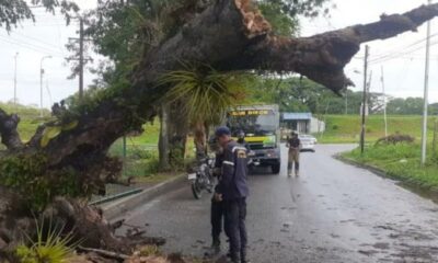 árbol cayó en la avenida principal de la Cumaca