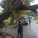 árbol cayó en la avenida principal de la Cumaca