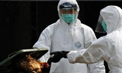china-detecta-caso-gripe-aviar-acn