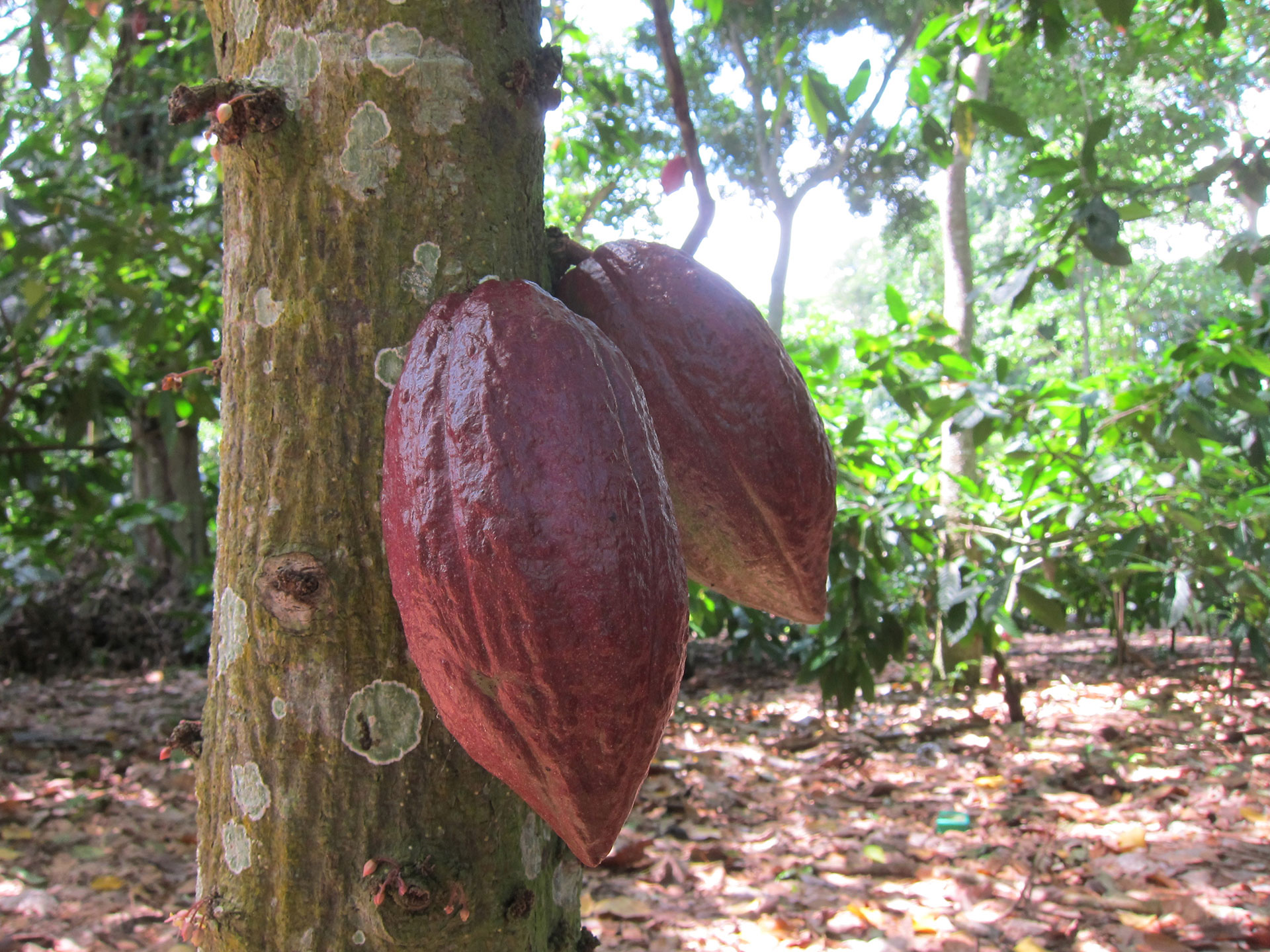 Carabobo es Cacao en la Expoferia Cacao y Ron Miranda 2022