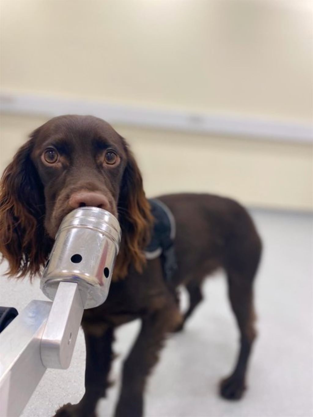 Los perros son capaces de oler el estrés de las personas - noticiacn