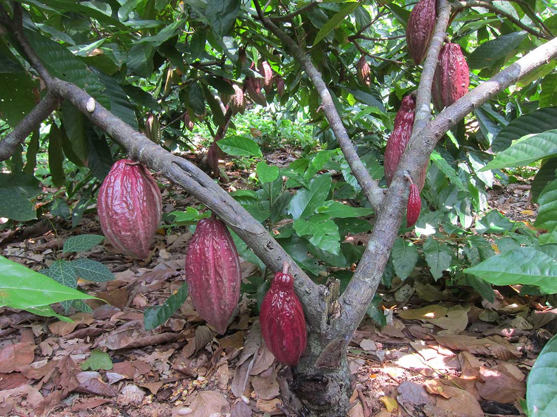 La hacienda cacaotera San Cayetano