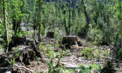 Venezuela es el país con mayor pérdida de bosques - noticiacn
