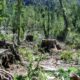 Venezuela es el país con mayor pérdida de bosques - noticiacn