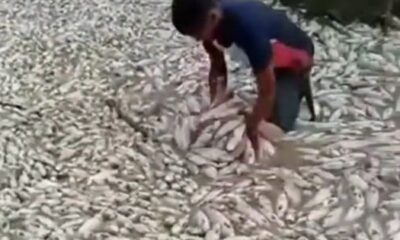 peces muertos en Portuguesa