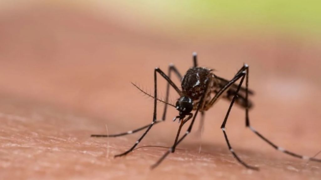 Casos de dengue en Venezuela aumentaron - noticiacn