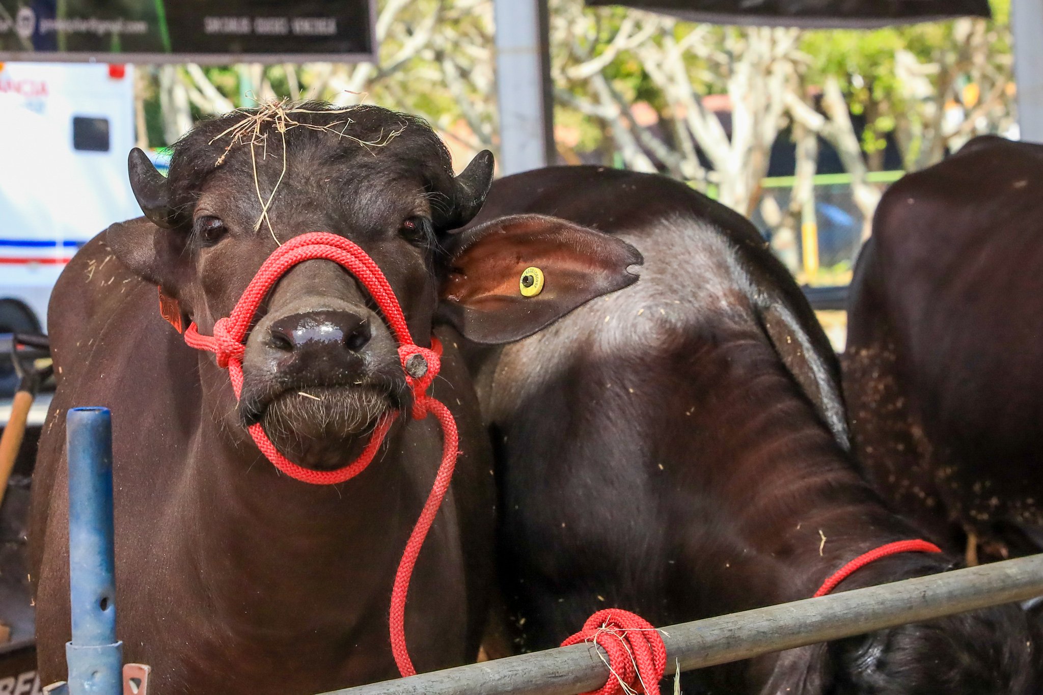 Maduro ordena la exportación de carne de búfalo - noticiacn
