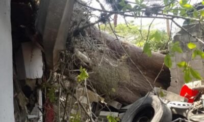 árbol cayó sobre casa en San Roque municipio Miranda-acn