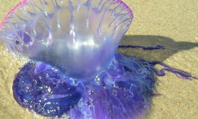 La Guaira medusa fragata portuguesa-acn